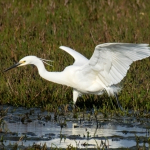 Egretta garzetta at Breamlea, VIC - 29 Nov 2018 07:46 AM