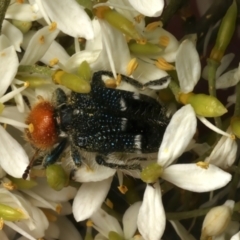 Zenithicola crassus (Clerid beetle) at Mount Ainslie - 5 Jan 2024 by jb2602