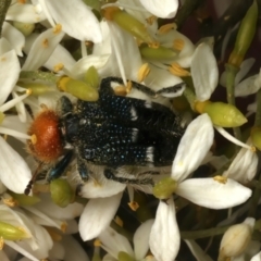 Zenithicola crassus (Clerid beetle) at Ainslie, ACT - 5 Jan 2024 by jb2602