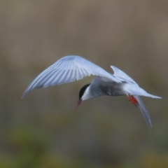 Chlidonias hybrida at Breamlea, VIC - 29 Nov 2018