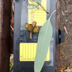 Eucalyptus albens (White Box) at Kingston, ACT - 4 Apr 2024 by Steve818