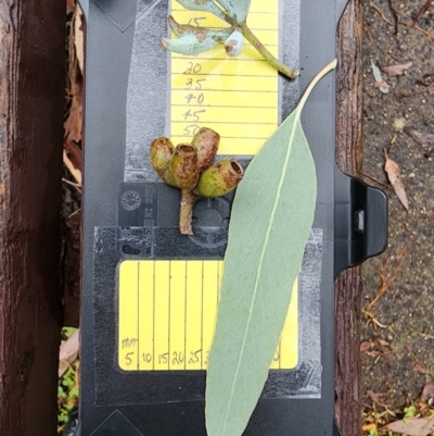 Eucalyptus albens (White Box) at Kingston, ACT - 4 Apr 2024 by Steve818