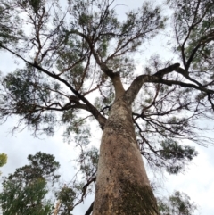 Eucalyptus albens at Kingston, ACT - 5 Apr 2024