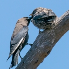 Artamus cyanopterus cyanopterus (Dusky Woodswallow) at Connewarre, VIC - 1 Dec 2018 by Petesteamer