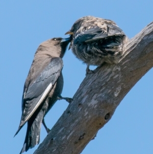 Artamus cyanopterus at Connewarre, VIC - 1 Dec 2018 12:00 PM