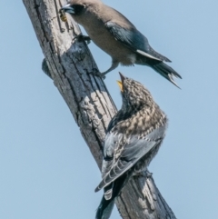 Artamus cyanopterus at Connewarre, VIC - 1 Dec 2018 12:00 PM