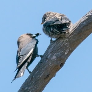 Artamus cyanopterus at Connewarre, VIC - 1 Dec 2018 12:00 PM