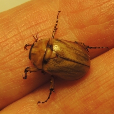 Cyclocephala signaticollis (Argentinian scarab) at Pollinator-friendly garden Conder - 13 Nov 2023 by michaelb