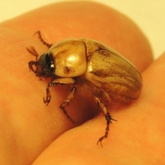 Cyclocephala signaticollis at Pollinator-friendly garden Conder - 13 Nov 2023 09:39 PM