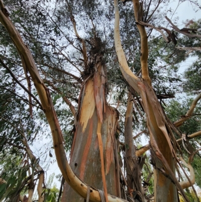 Eucalyptus ovata subsp. ovata (swamp gum) at Telopea Park (TEL) - 4 Apr 2024 by Steve818