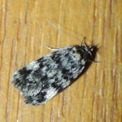 Barea zygophora (Concealer Moth) at Pollinator-friendly garden Conder - 22 Nov 2023 by michaelb