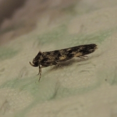 Barea zygophora at Pollinator-friendly garden Conder - 22 Nov 2023 08:03 PM