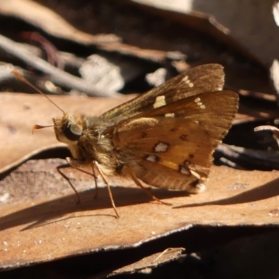 Trapezites phigalioides at Bundanoon, NSW - 3 Apr 2024 by Curiosity