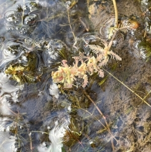 Myriophyllum verrucosum at Namadgi National Park - 4 Apr 2024