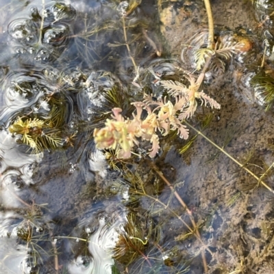 Myriophyllum verrucosum (Red Water-milfoil) at Booth, ACT - 3 Apr 2024 by JaneR