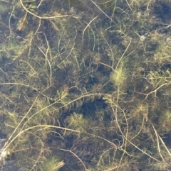 Myriophyllum verrucosum at Namadgi National Park - 4 Apr 2024