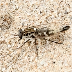 Apiocera sp. (genus) (A flower loving fly) at QPRC LGA - 2 Jan 2024 by jb2602