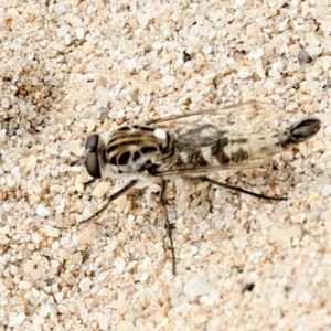 Apiocera sp. (genus) at QPRC LGA - 2 Jan 2024