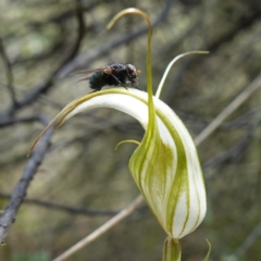 Diplodium reflexum (Dainty Greenhood) at Mount Dowling Nature Reserve - 19 Feb 2024 by RobG1