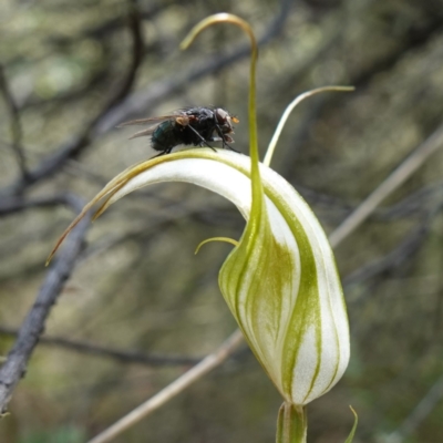 Diplodium reflexum (Dainty Greenhood) at Jerangle, NSW - 19 Feb 2024 by RobG1