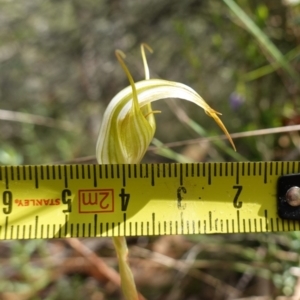 Diplodium reflexum at Mount Dowling Nature Reserve - 19 Feb 2024