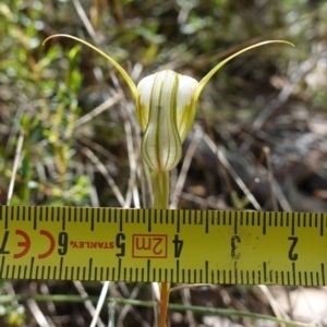 Diplodium reflexum at Mount Dowling Nature Reserve - 19 Feb 2024