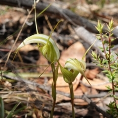 Diplodium reflexum at Mount Dowling Nature Reserve - suppressed