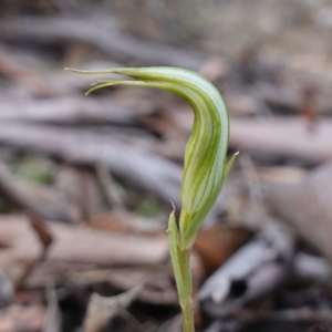 Diplodium reflexum at Jerangle, NSW - suppressed