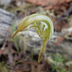 Diplodium reflexum at Jerangle, NSW - suppressed