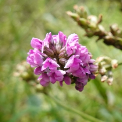 Cullen microcephalum (Dusky Scurf-pea) at Mount Dowling Nature Reserve - 19 Feb 2024 by RobG1