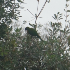 Trichoglossus moluccanus (Rainbow Lorikeet) at Lyons, ACT - 3 Apr 2024 by ran452