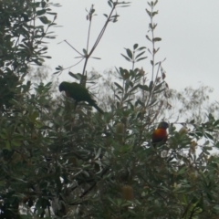 Trichoglossus moluccanus at Lyons, ACT - 4 Apr 2024