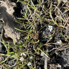 Limosella australis at Namadgi National Park - 4 Apr 2024 10:08 AM