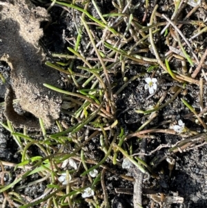 Limosella australis at Namadgi National Park - 4 Apr 2024