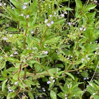 Veronica anagallis-aquatica (Blue Water Speedwell) at Namadgi National Park - 4 Apr 2024 by JaneR