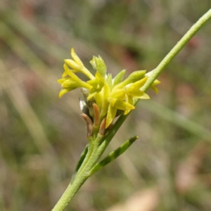 Pimelea curviflora var. sericea at Mount Dowling Nature Reserve - 19 Feb 2024 01:11 PM