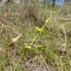 Pimelea curviflora var. sericea at Mount Dowling Nature Reserve - 19 Feb 2024 01:11 PM