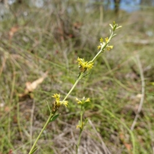 Pimelea curviflora var. sericea at Mount Dowling Nature Reserve - 19 Feb 2024