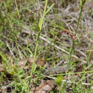 Pimelea curviflora var. sericea at Mount Dowling Nature Reserve - 19 Feb 2024