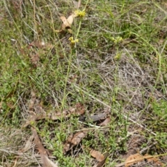 Pimelea curviflora var. sericea at Mount Dowling Nature Reserve - 19 Feb 2024 01:11 PM