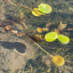 Potamogeton cheesemanii (Pondweed) at Mount Clear, ACT - 4 Apr 2024 by JaneR