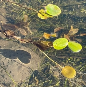 Potamogeton cheesemanii at Namadgi National Park - 4 Apr 2024