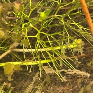 Ranunculus trichophyllus at Namadgi National Park - 4 Apr 2024