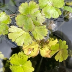 Hydrocotyle rivularis (A Pennywort) at Namadgi National Park - 4 Apr 2024 by JaneR