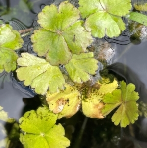 Hydrocotyle rivularis at Namadgi National Park - 4 Apr 2024