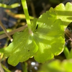 Hydrocotyle rivularis at Namadgi National Park - 4 Apr 2024