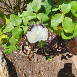 Charaxes sempronius at Latham, ACT - 3 Apr 2024