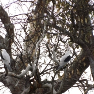 Elanus axillaris at Symonston, ACT - 5 Apr 2024