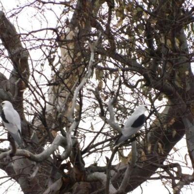 Elanus axillaris (Black-shouldered Kite) at Symonston, ACT - 5 Apr 2024 by CallumBraeRuralProperty