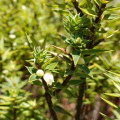 Melichrus urceolatus (Urn Heath) at Jerangle, NSW - 19 Feb 2024 by RobG1